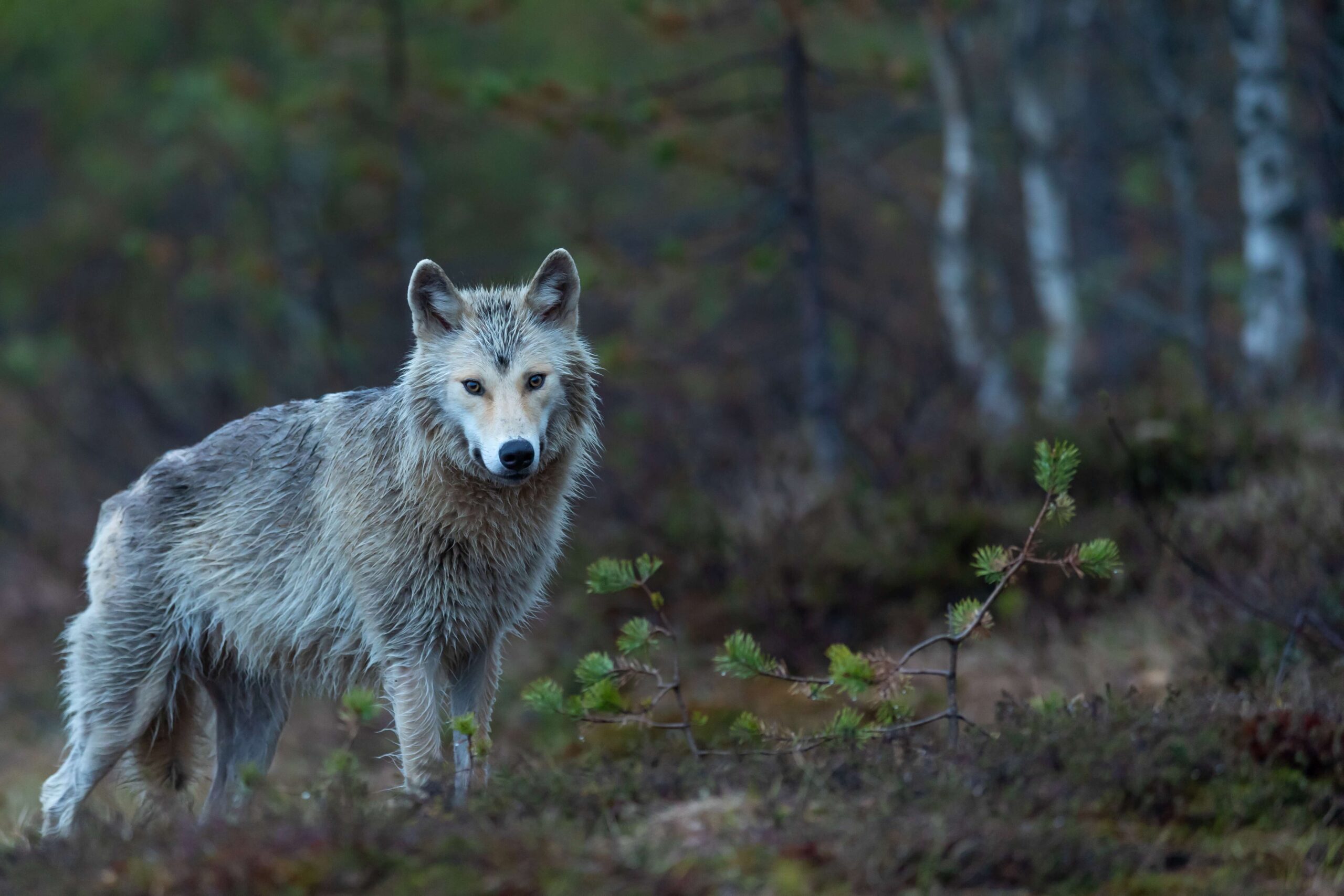 FOTO na okładkę wilk